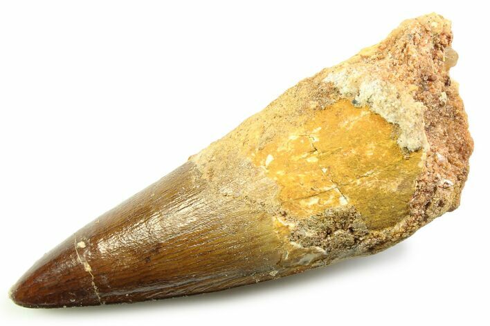 Fossil Spinosaurus Tooth - Real Dinosaur Tooth #357721